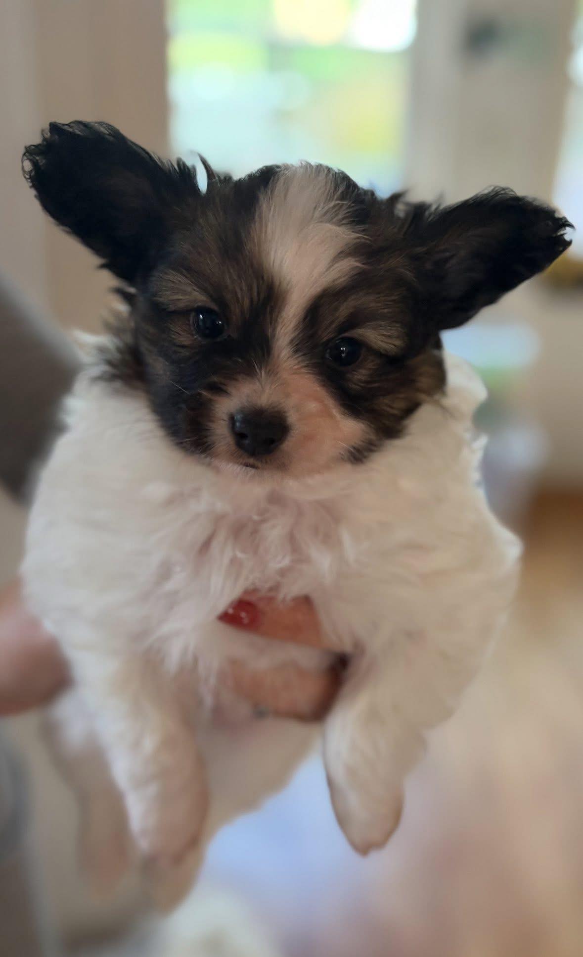 585304752_1237384071758070_5002882319369081776_n